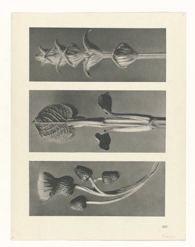 Pflanzenstudie (Urformen der Kunst) von Karl Blossfeldt