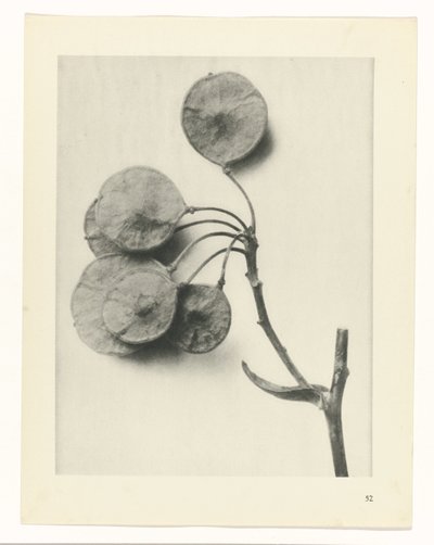 Pflanzenstudie (Urformen der Kunst) von Karl Blossfeldt