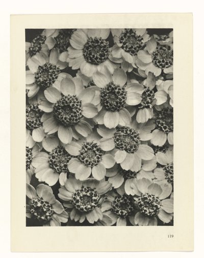 Pflanzenstudie (Urformen der Kunst) von Karl Blossfeldt