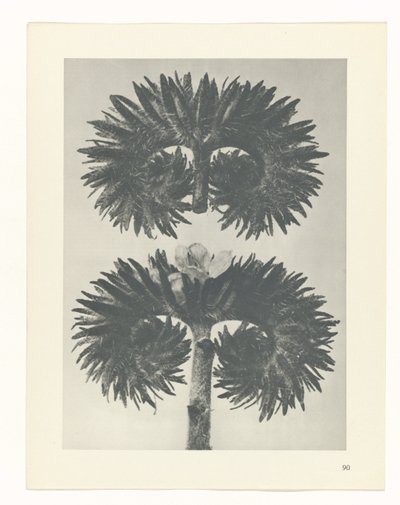 Pflanzenstudie (Urformen der Kunst) von Karl Blossfeldt