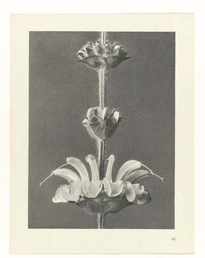 Pflanzenstudie (Urformen der Kunst) von Karl Blossfeldt