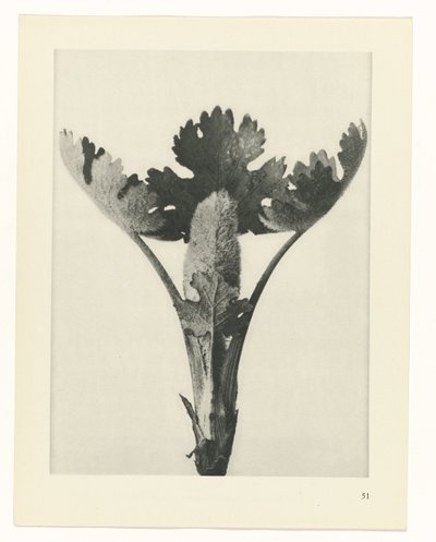 Pflanzenstudie (Urformen der Kunst) von Karl Blossfeldt