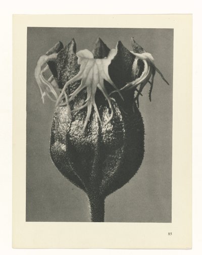 Pflanzenstudie (Urformen der Kunst) von Karl Blossfeldt