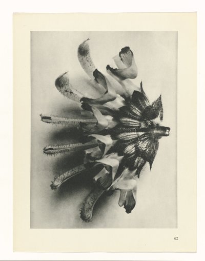 Pflanzenstudie (Urformen der Kunst) von Karl Blossfeldt