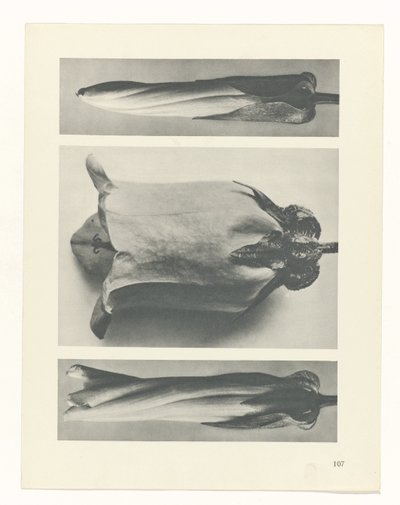 Pflanzenstudie (Urformen der Kunst) von Karl Blossfeldt