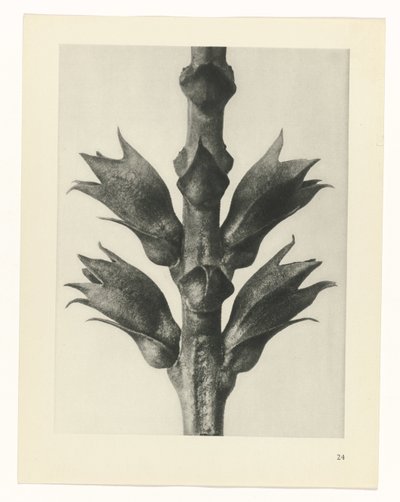 Pflanzenstudie Urformen der Kunst (Serientitel) von Karl Blossfeldt