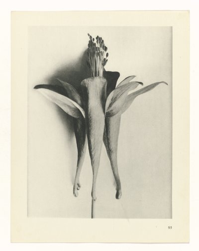 Pflanzenstudie Urformen der Kunst (Serientitel) von Karl Blossfeldt