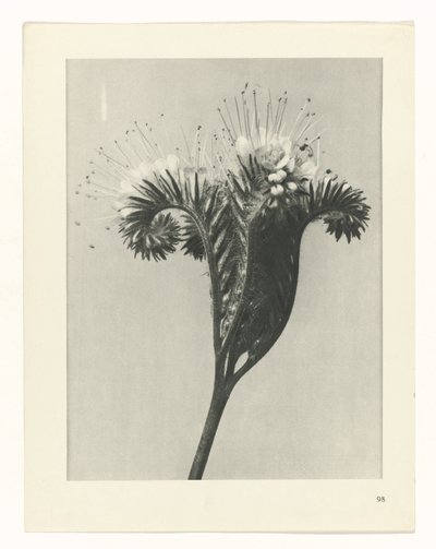 Pflanzenstudie Urformen der Kunst (Serientitel) von Karl Blossfeldt