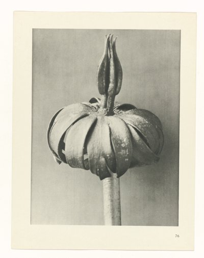 Pflanzenstudie Urformen der Kunst (Serientitel) von Karl Blossfeldt