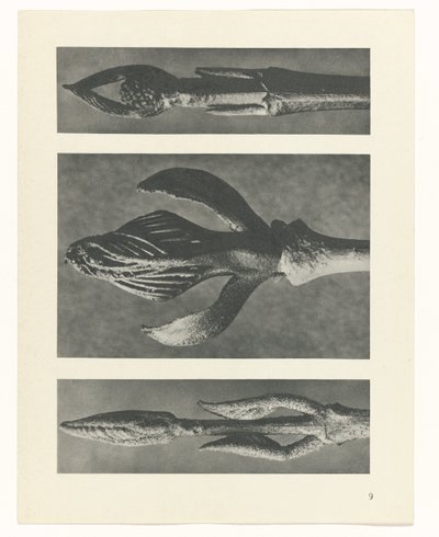 Pflanzenstudie Urformen der Kunst (Serientitel) von Karl Blossfeldt