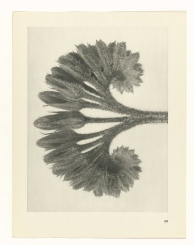 Pflanzenstudie Urformen der Kunst (Serientitel) von Karl Blossfeldt