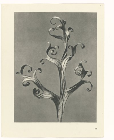 Pflanzenstudie Urformen der Kunst (Serientitel) von Karl Blossfeldt