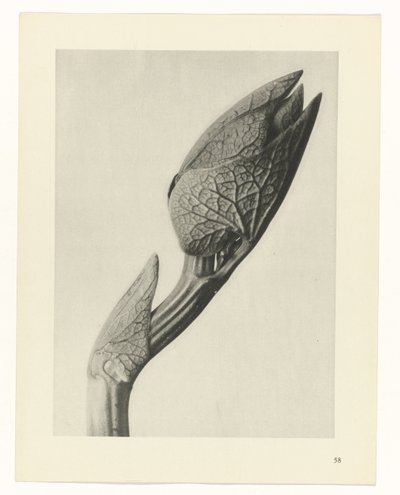 Pflanzenstudie Urformen der Kunst (Serientitel) von Karl Blossfeldt