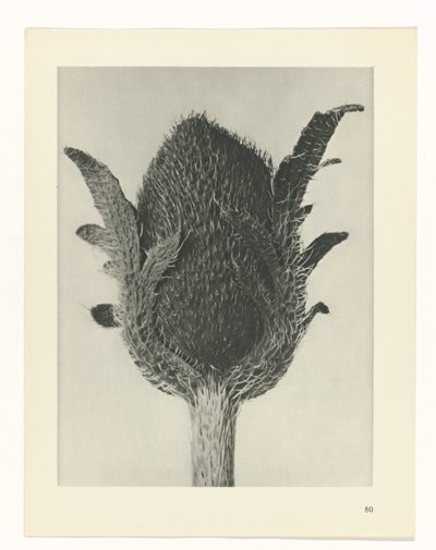 Pflanzenstudie Urformen der Kunst (Serientitel) von Karl Blossfeldt
