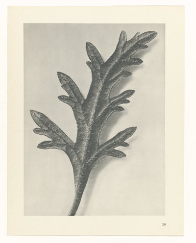 Pflanzenstudie Urformen der Kunst (Serientitel) von Karl Blossfeldt
