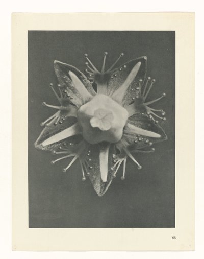 Pflanzenstudie Urformen der Kunst (Serientitel) von Karl Blossfeldt