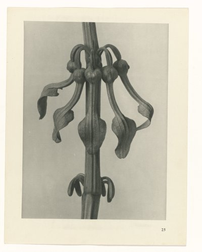 Pflanzenstudie Urformen der Kunst (Serientitel) von Karl Blossfeldt