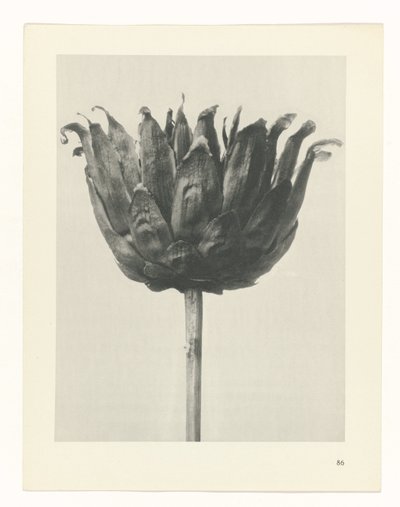 Pflanzenstudie Urformen der Kunst (Serientitel) von Karl Blossfeldt