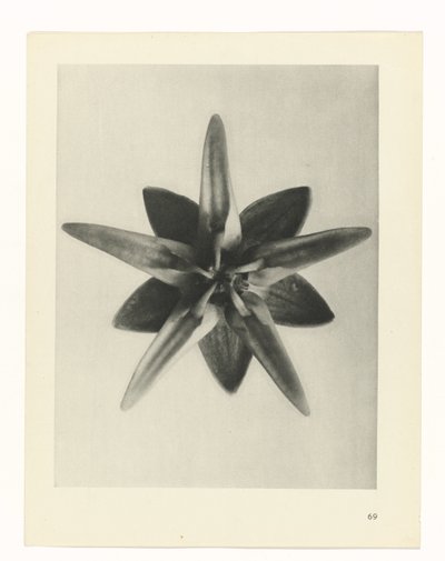 Pflanzenstudie Urformen der Kunst (Serientitel) von Karl Blossfeldt