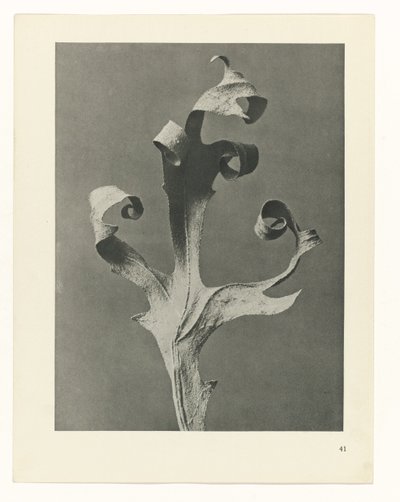 Pflanzenstudie Urformen der Kunst (Serientitel) von Karl Blossfeldt