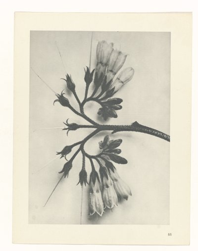 Pflanzenstudie Urformen der Kunst (Serientitel) von Karl Blossfeldt