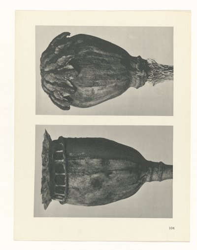 Pflanzenstudie Urformen der Kunst (Serientitel) von Karl Blossfeldt