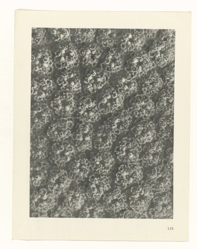 Pflanzenstudie Urformen der Kunst (Serientitel) von Karl Blossfeldt