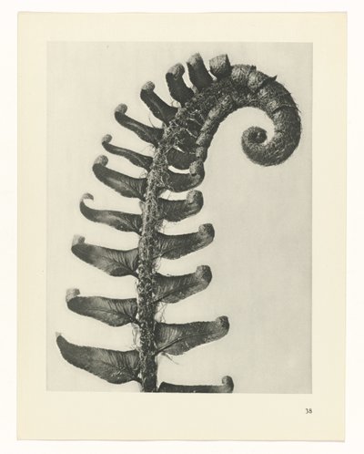 Pflanzenstudie Urformen der Kunst (Serientitel) von Karl Blossfeldt