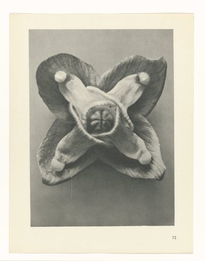 Pflanzenstudie Urformen der Kunst (Serientitel) von Karl Blossfeldt