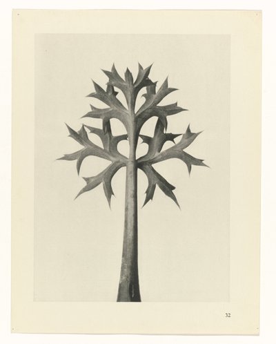 Pflanzenstudie (Urformen der Kunst) von Karl Blossfeldt