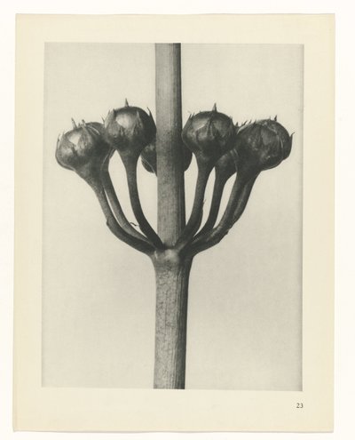 Pflanzenstudie (Urformen der Kunst) von Karl Blossfeldt