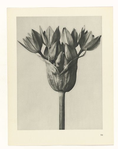 Pflanzenstudie (Urformen der Kunst) von Karl Blossfeldt