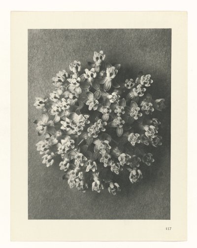 Pflanzenstudie (Urformen der Kunst) von Karl Blossfeldt