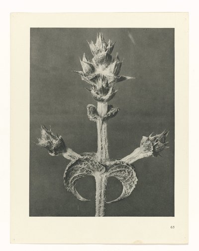 Pflanzenstudie (Urformen der Kunst) von Karl Blossfeldt