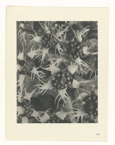 Pflanzenstudie (Urformen der Kunst) von Karl Blossfeldt