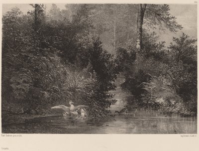 Enten von Karl Bodmer