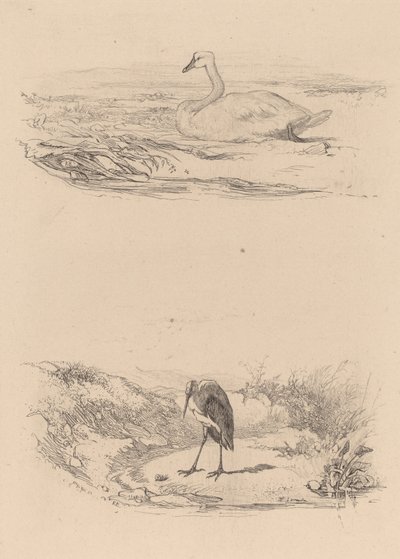 Schwan, Reiher von Karl Bodmer