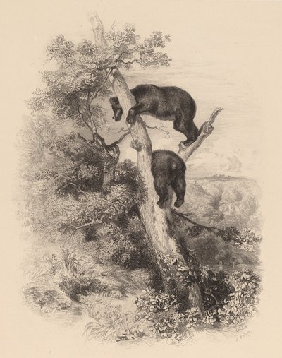 Zwei Bären von Karl Bodmer
