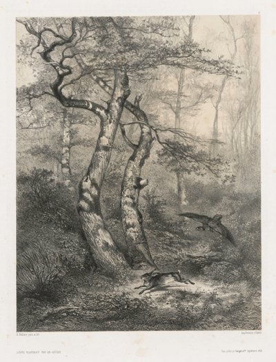 Hase, verfolgt von einem Habicht von Karl Bodmer