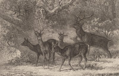 Le harde von Karl Bodmer