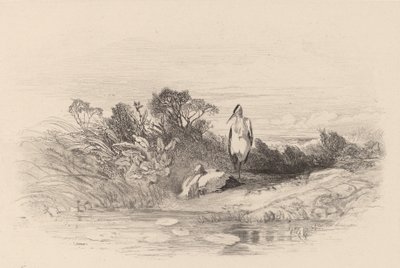 Die zwei Reiher von Karl Bodmer