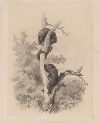 Die Bären von Karl Bodmer