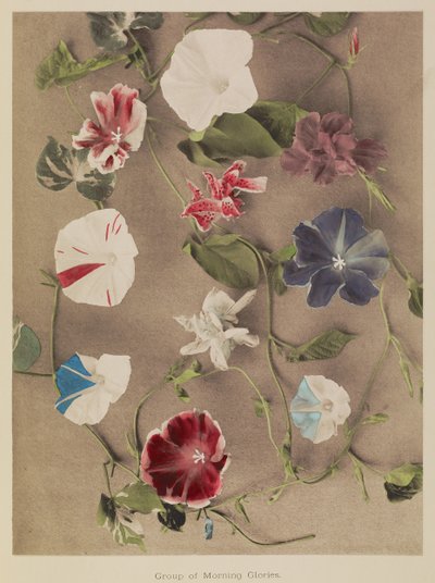 Gruppe von Prunkwinden von Kazumasa Ogawa