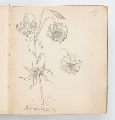Skizzenbuchseite: Wiesenlilie von Kenyon Cox