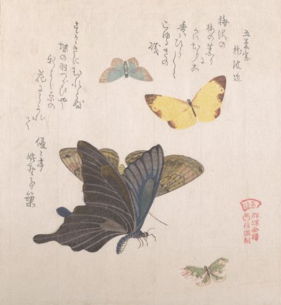 Verschiedene Motten und Schmetterlinge, 19. Jahrhundert von Kubo Shunman