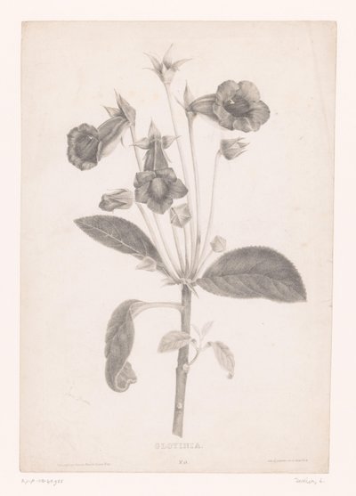 Gloxinie von Laure Devéria