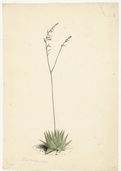Blühende Aloe von Laurens Vincentsz. van der Vinne