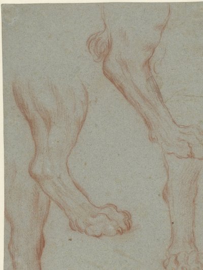 Studienblatt mit zwei Löwenpfoten von Leandro Bassano