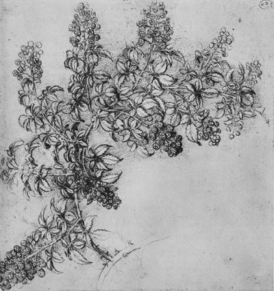 Ein Zweig Brombeere, ca. 1480, 1945 von Leonardo da Vinci