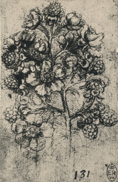 Ein Zweig von Brombeeren, ca. 1480, 1945 von Leonardo da Vinci